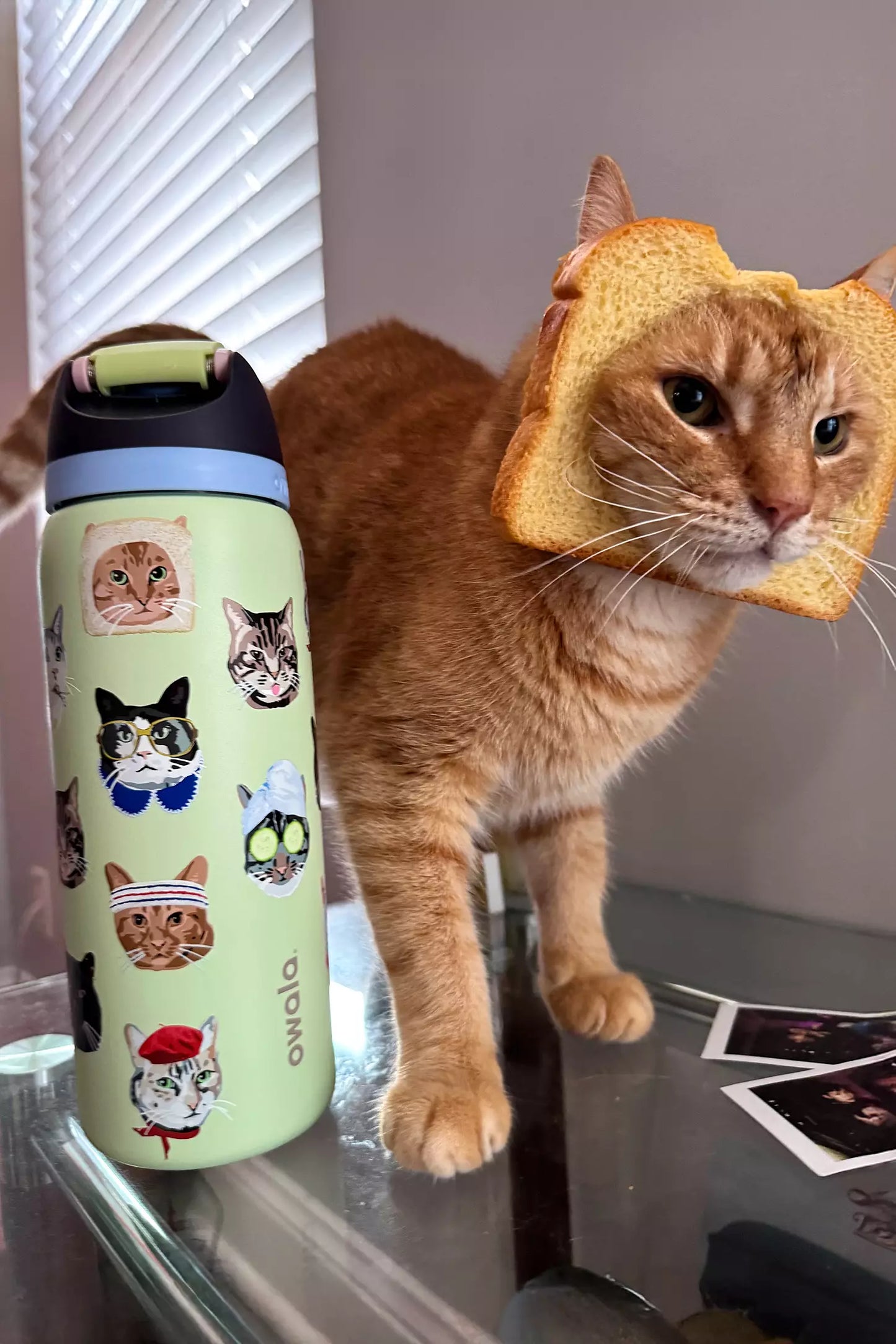 Owala Exclusive FreeSip 32 oz Cat Collage
